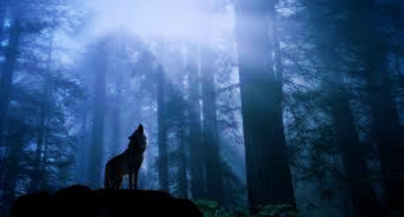 Утро Сварога...Волк (Белый Пёс) Велес ...2012-3632 г. н.э .. Утро