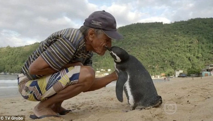 Пингвин ежегодно проплывает 5000 километров, чтобы встретиться со спасшим его человеком