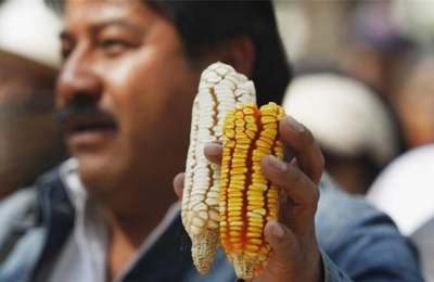В Мексике больше не будут высевать трансгенную кукурузу