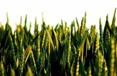 Япония, Южная Корея из-за ГМО блокируют определенные сорта пшеницы США
