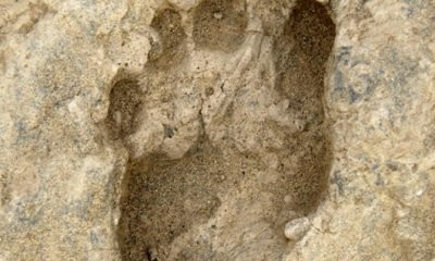 В Китае нашли гигантские окаменелые следы ног