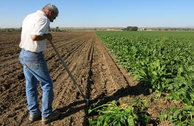 В американском округе Боудлер постепенно будут отказываться от ГМО-культур, неоникотиноидов.