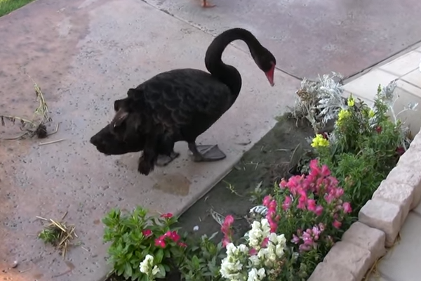 Черный Лебедь-садовник помогает во всем по хозяйству.