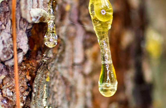 Как грибки проникают в тело и как изгнать их без лекарств: природный подход