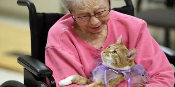 Кошки лечат