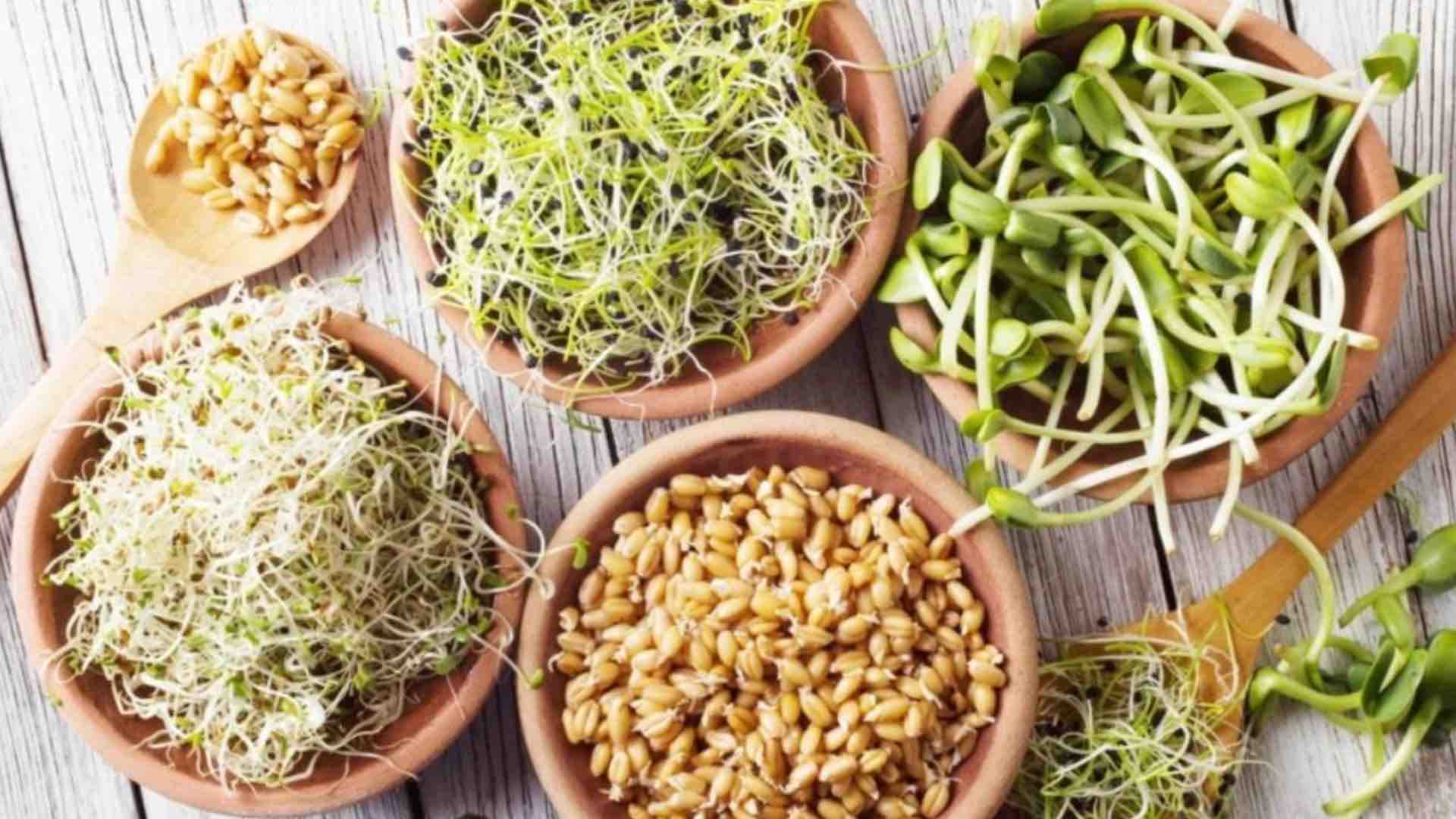 Что такое проростки: польза, вред и способы проращивания дома