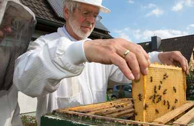 100 000 немецких пчеловодов предлагают запретить выращивание ГМО