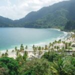 Карибская фитотерапия: целебные свойства алоэ, какао, имбиря и куркумы