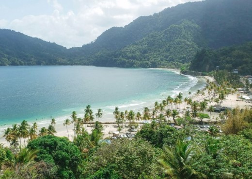 Карибская фитотерапия: целебные свойства алоэ, какао, имбиря и куркумы