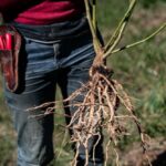 Лечебные свойства ашваганды