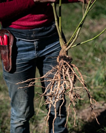 Лечебные свойства ашваганды