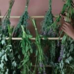 Хранение сушеных трав и травяных препаратов для сохранения свежести и длительного срока хранения