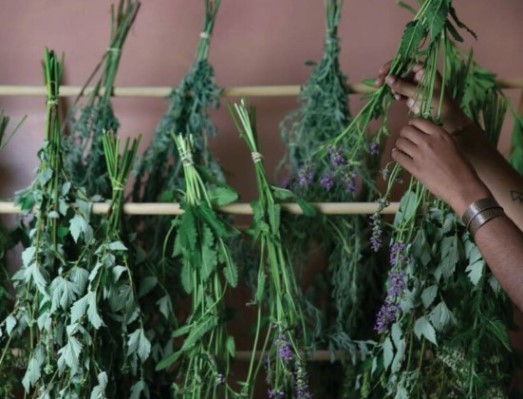 Хранение сушеных трав и травяных препаратов для сохранения свежести и длительного срока хранения