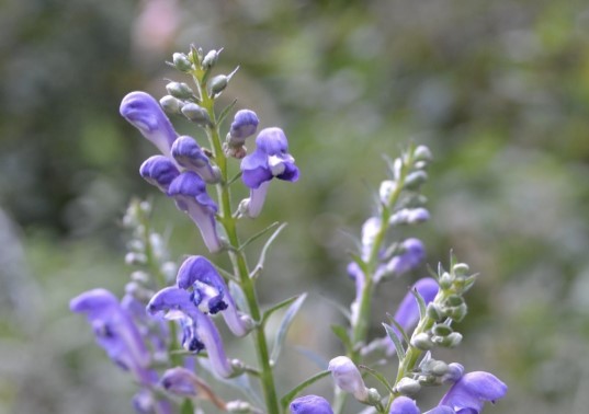 Откройте для себя 5 трав, способствующих отдыху