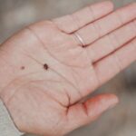 4 типа заболеваний, вызываемых укусами клещей, и как использовать комплексную поддержку